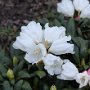 Rhododendron jakushimanum